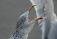 call drop retry strategy