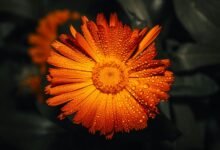 call drop time correlations