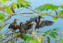 missed call user reactions