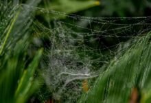 web model growth strategy