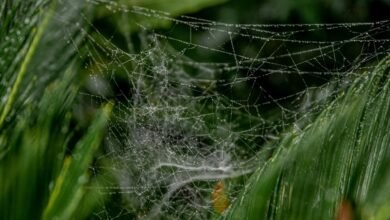 web model growth strategy