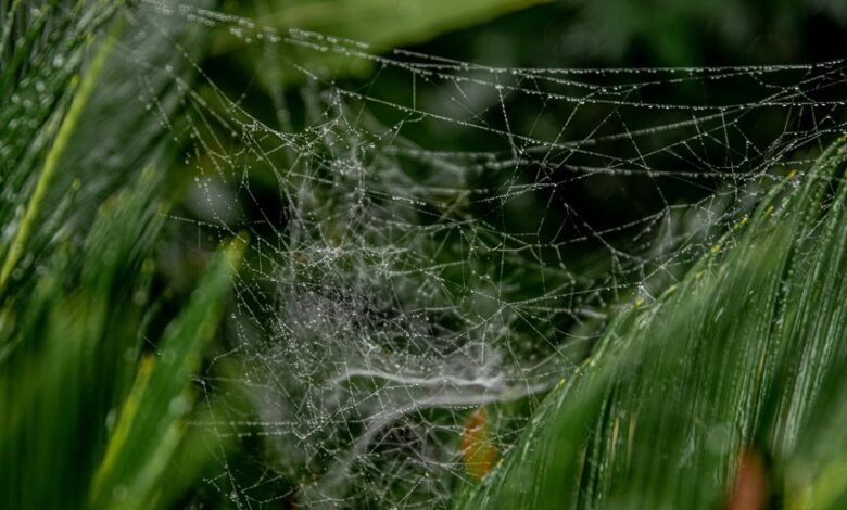 web model growth strategy